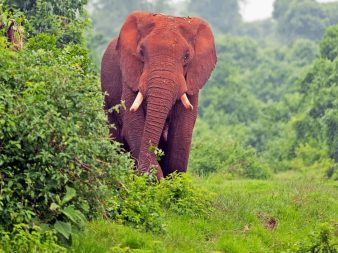 Aberdare National Park