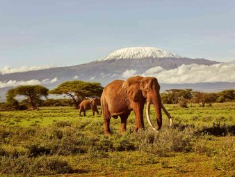 Amboseli National Park