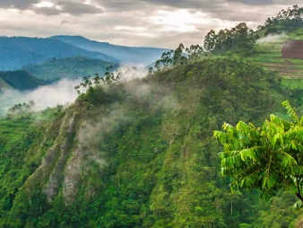 Bwindi Impenetrable National Park