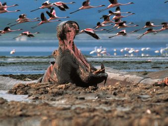 Lake Nakuru National Park