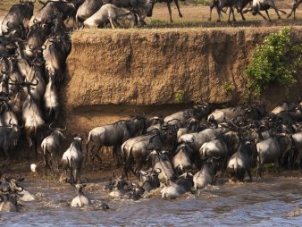 Quick Facts Location & Size: The Masai Mara covers about 1,510 km² (≈ 580 square miles). Landscape: Elevations range roughly between 1,500 to 2,170 meters above sea level. Wildlife Richness: Over 95 species of mammals and hundreds of bird species inhabit the Mara. Birdlife: At any time more than 470–570 bird species may be present — migrants and residents alike. Predators & Big Game: The Mara supports the full “Big Five” (lion, leopard, elephant, buffalo, black rhino), along with cheetahs, hyenas, and many other carnivores and herbivores. Population Density: Because of its richness, wildlife encounters here are frequent — herds, prides, flocks, and more fill the plains. Name Meaning: “Mara” means “spotted” in the Maasai (Maa) language — a reference to the savannah dotted with trees, bushes, and grazing herds. Part of a Larger Ecosystem: The Mara forms the northern part of the huge Serengeti–Mara ecosystem — a vast web of plains, woodlands, rivers, and life stretching across national boundaries.