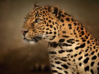 Nyerere National Park