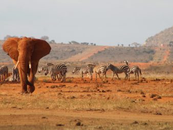 Tsavo East National Park